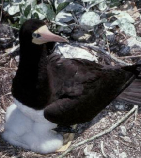 Brown Booby